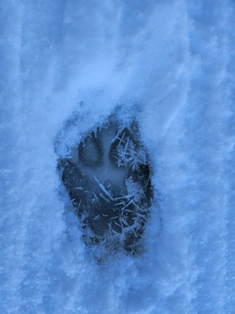 Bushcraft Trapline Course - An Interactive Trap Line Experience January 19 - 25, 2025 - 7 days - Nature AliveCourses, winter, trapping,