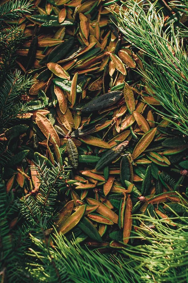 Foraging Walk in the Boreal Forest - August 10, 2024 - $75 - Nature AliveCourses, Guided Trips