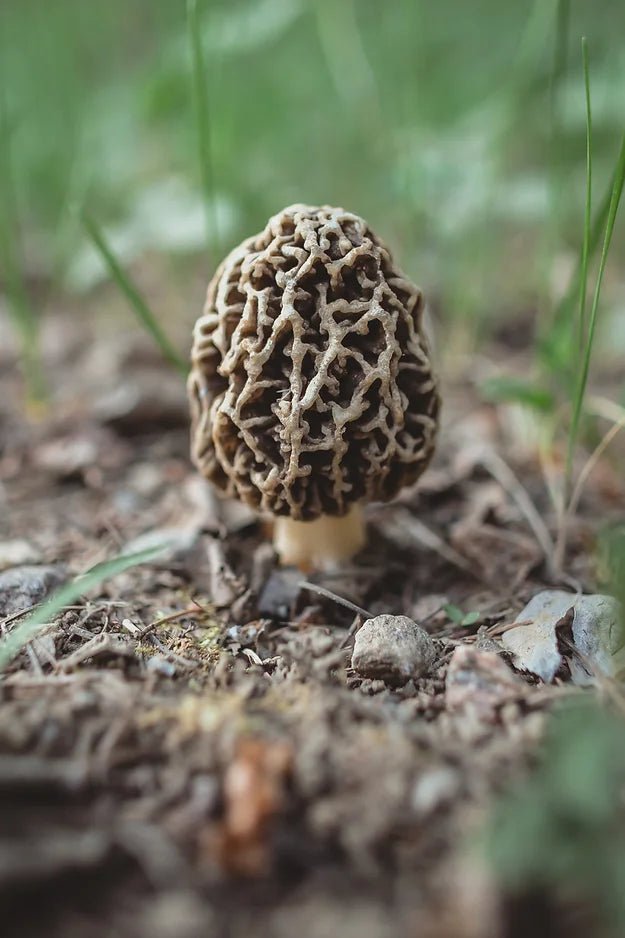 Foraging Walk in the Boreal Forest - August 10, 2024 - $75 - Nature AliveCourses, Guided Trips