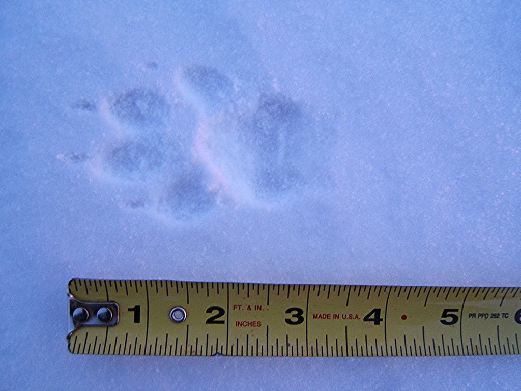 Animal Tracking Workshop February 12, 2022 - Nature Alive