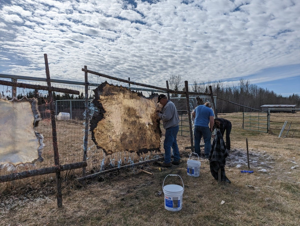 Tanning Deer Hides into Buckskin Leather - At the Rat Root Rendezvous - August 25-27 (Friday to Sunday) - Nature AliveCourses